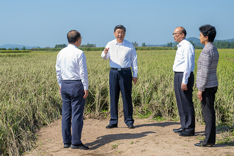 9月6日至8日，中共中央總書記、國家主席、中央軍委主席習(xí)近平在黑龍江考察。這是7日上午，習(xí)近平在遭受洪澇災(zāi)害的哈爾濱尚志市老街基鄉(xiāng)龍王廟村，察看水稻受災(zāi)情況。